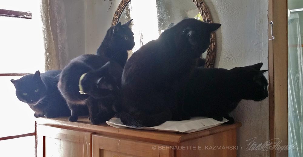 five black cats looking in doorway