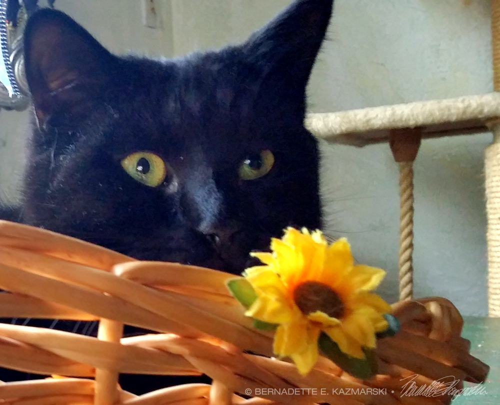 black cat with flower