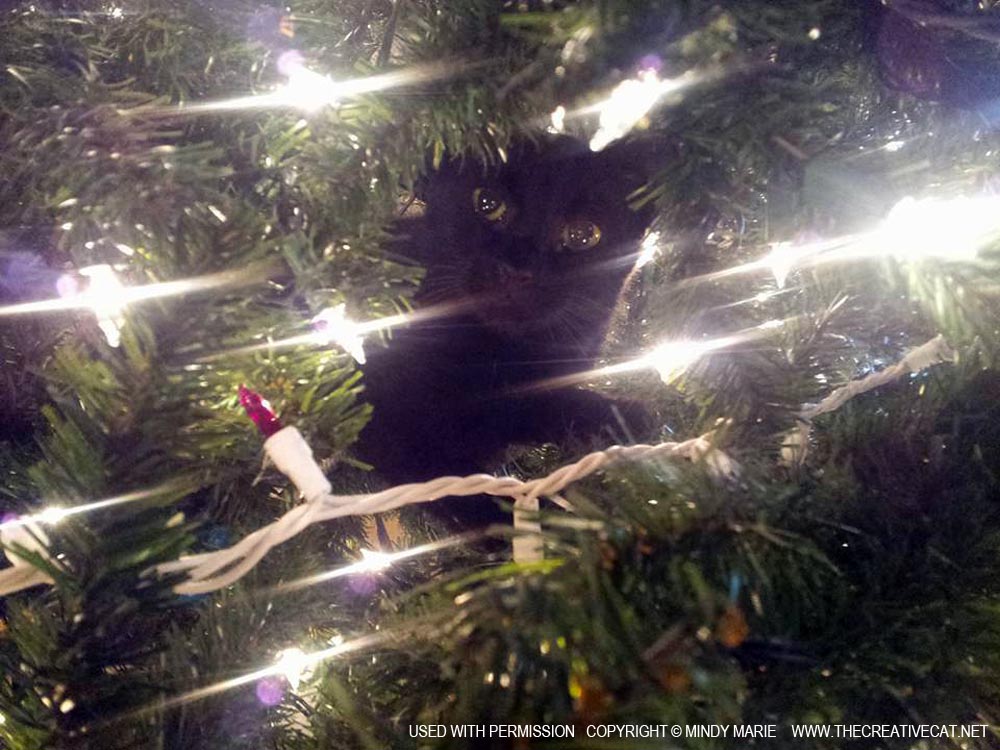 Bella love the Christmas tree!