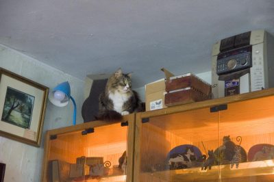 tabby and white cat on shelf