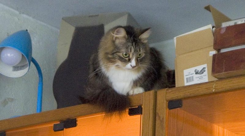 tabby and white cat on shelf