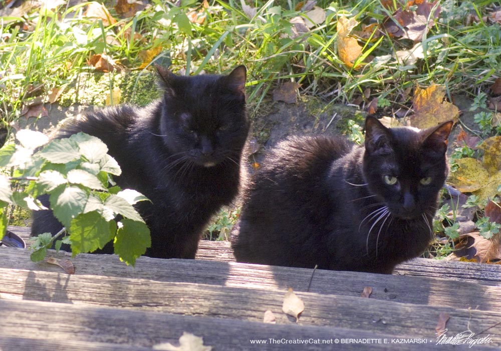 two black cats outside