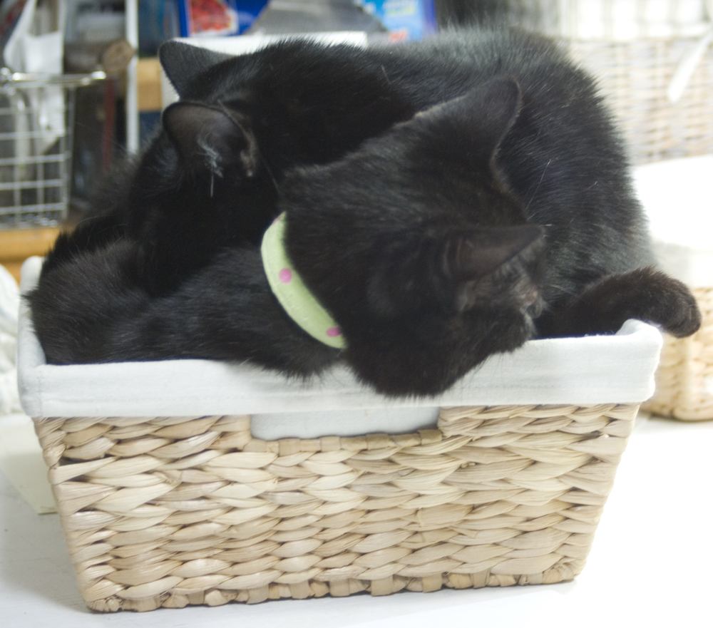 two black cats in basket.