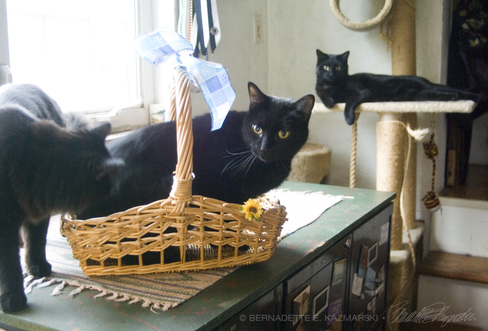 three black cats with basket