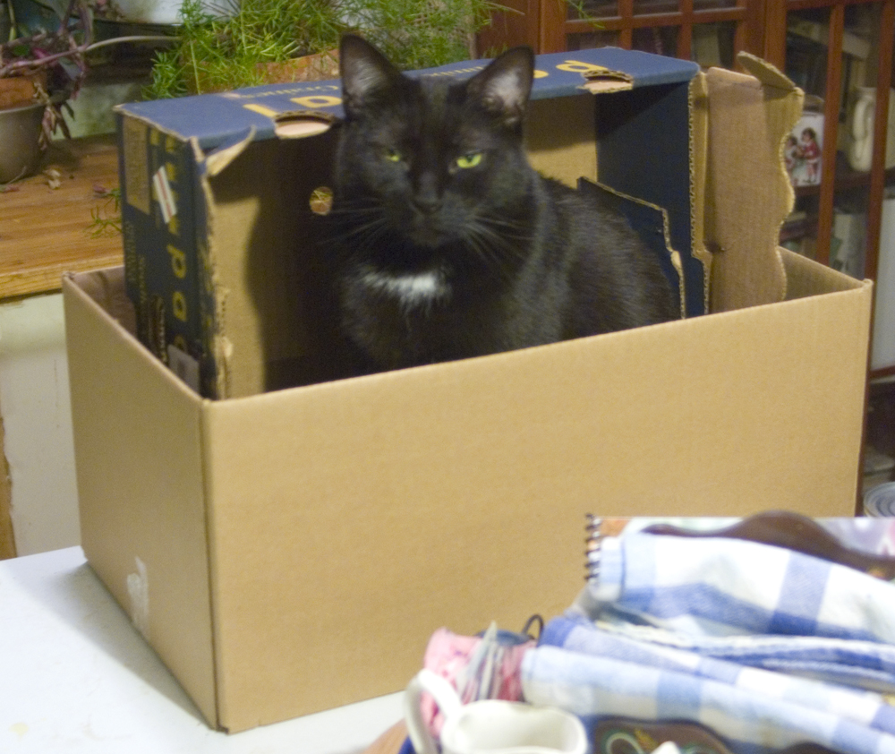 black cat in boxes