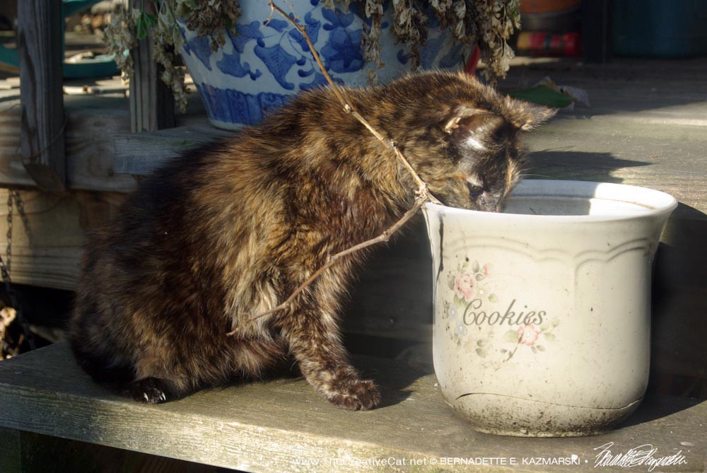 Cookie checks the "cookie jar", an old canister I used for outdoor plants this year.