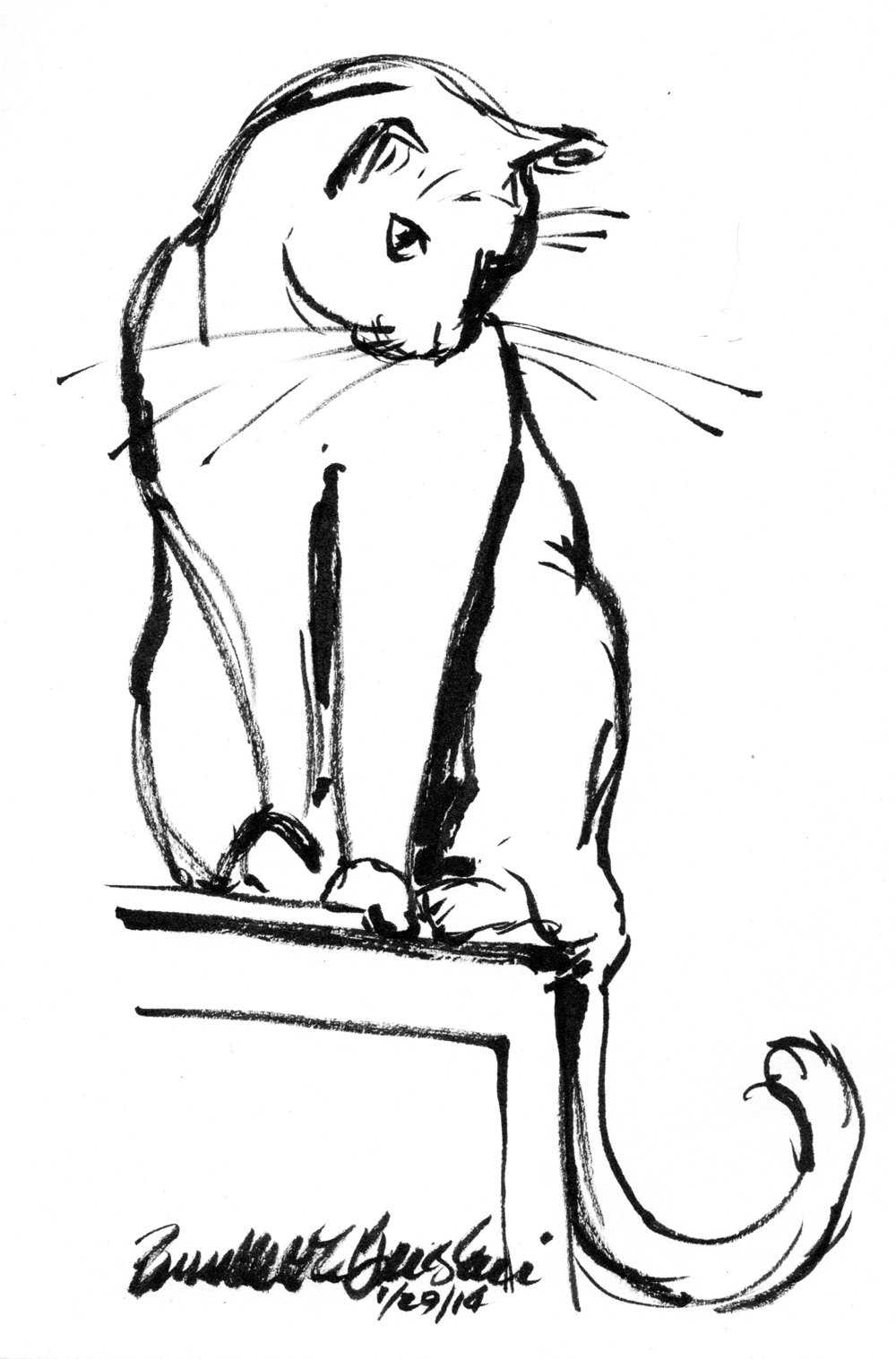 brush pen sketch of cat on shelf