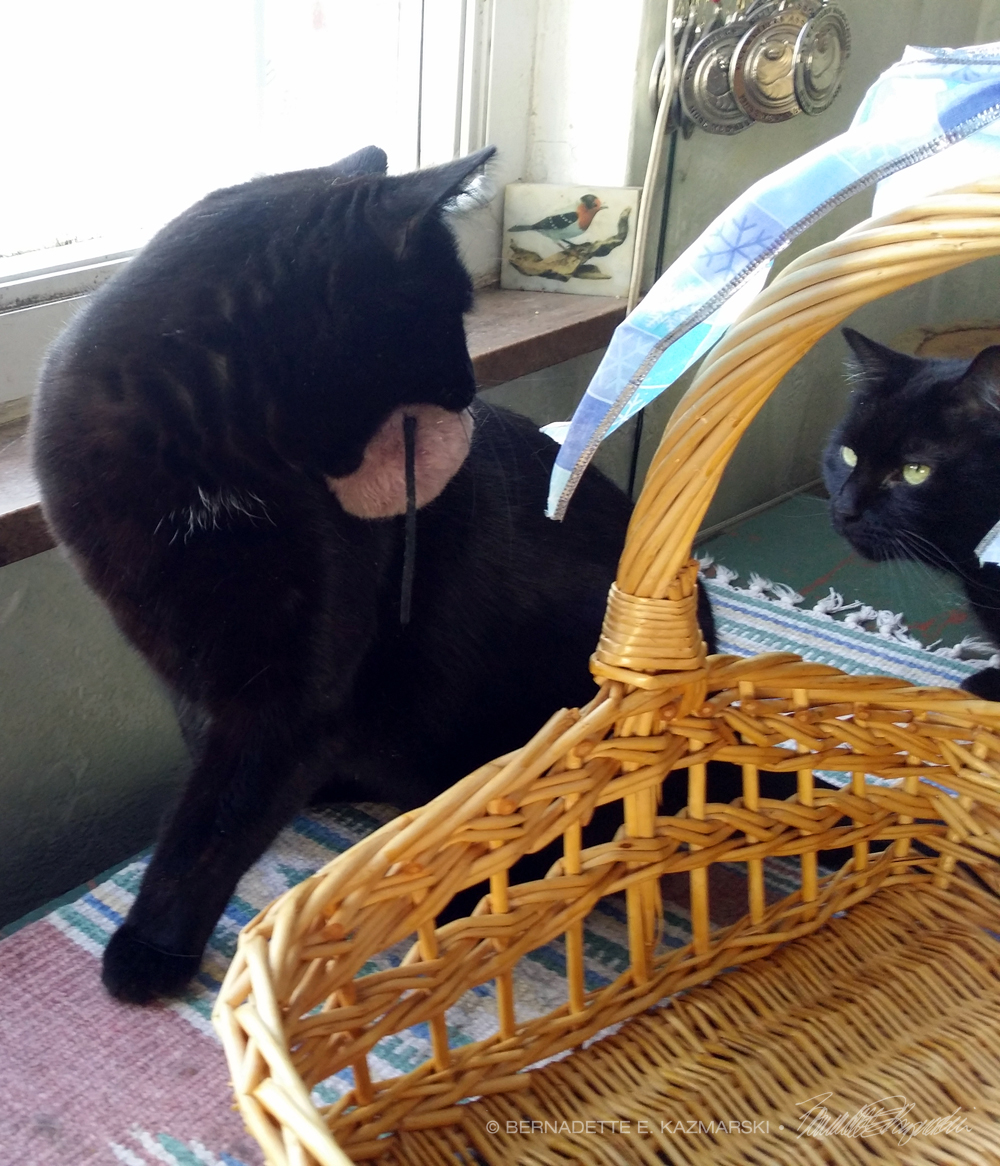 two black cats with basket and mousie
