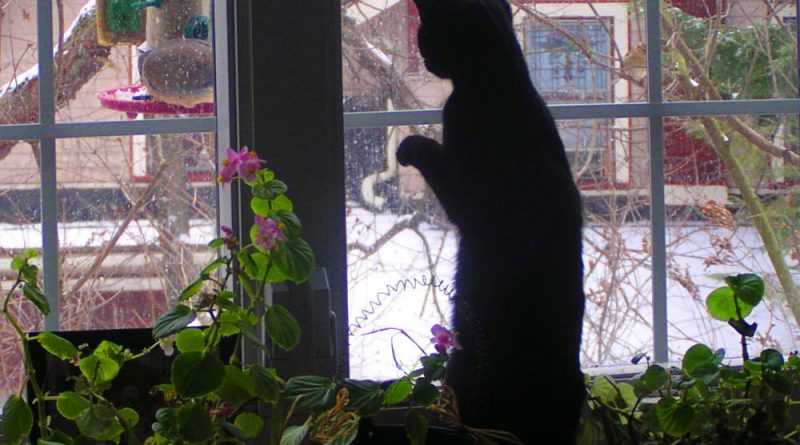 black cat birdwatching