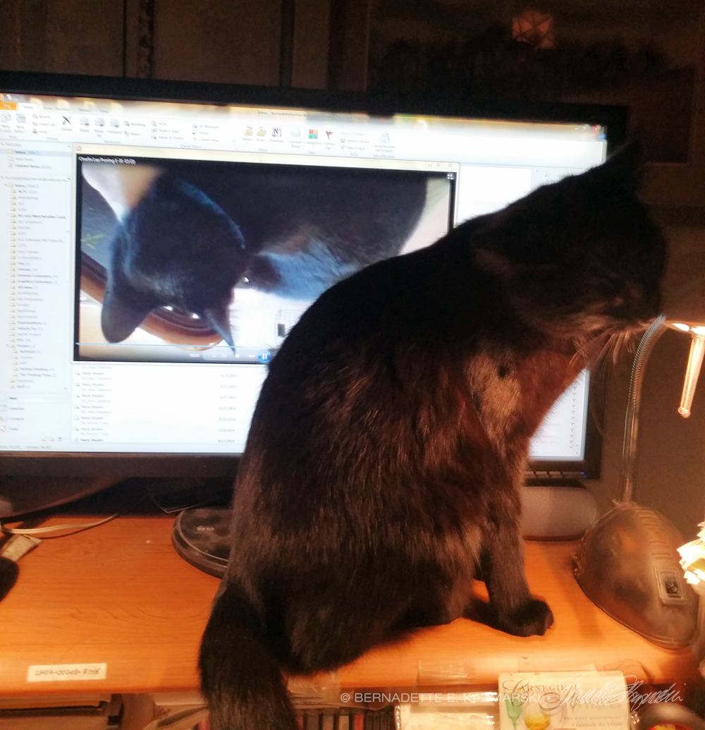 black cat by computer