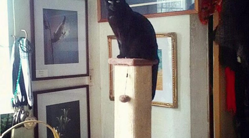 black cat on cat tree in gallery