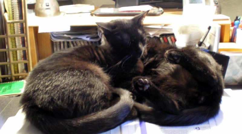 Two black kittens on desk