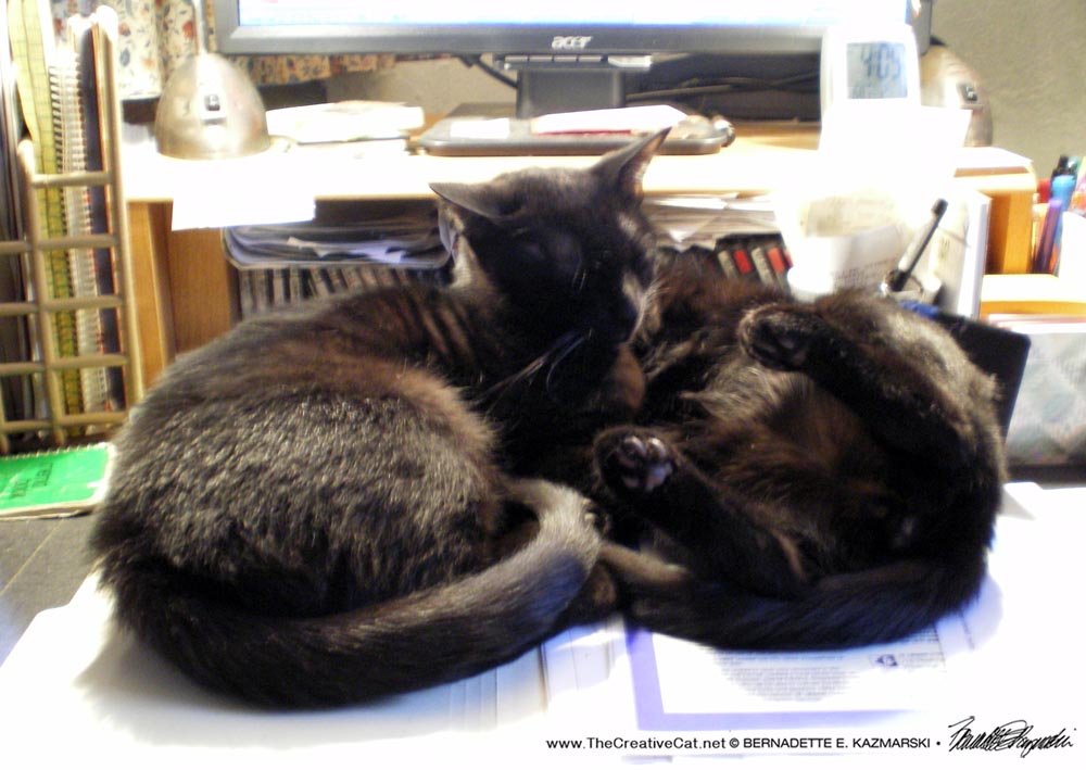 Two black kittens on desk