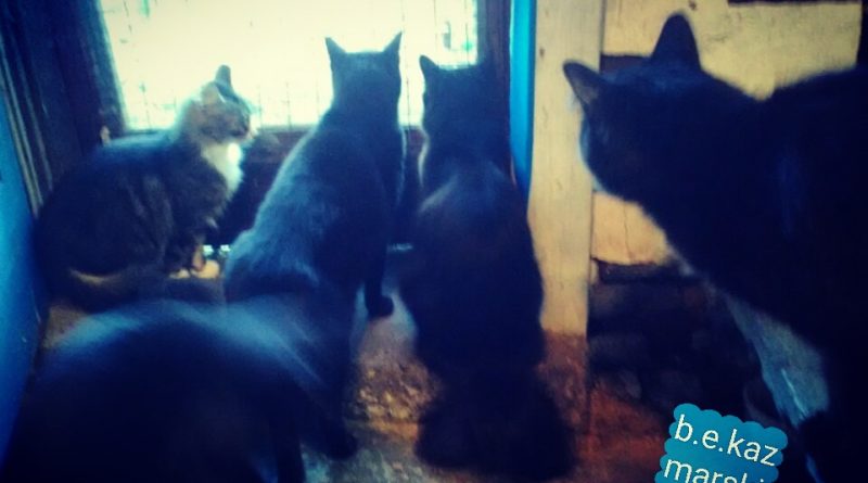 five cats at the door