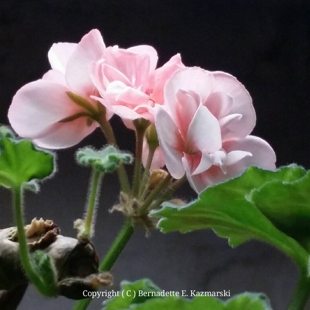The pink geranium.