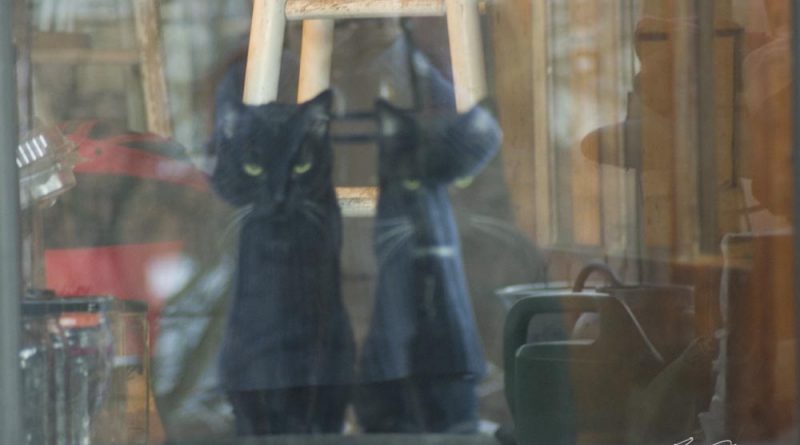 two black cats at door