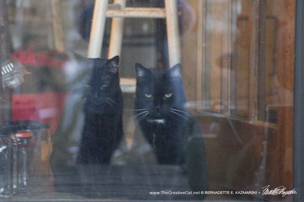 two black cats at door