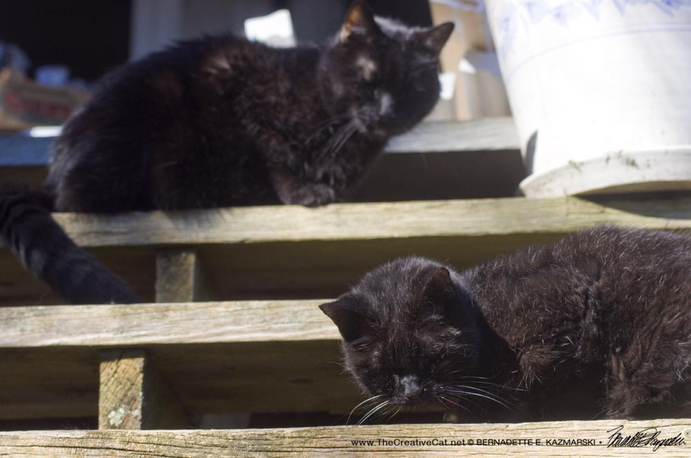 two black cats on steps.
