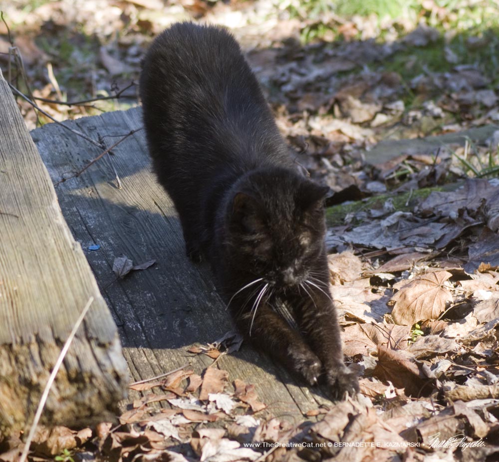black cat scratching wood