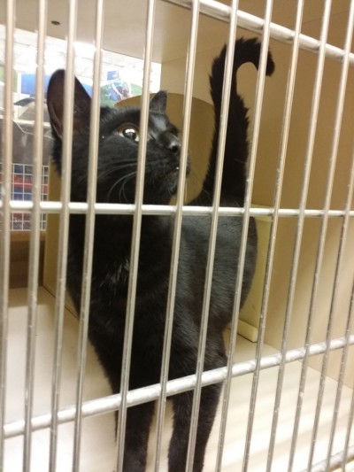 black cat in cage