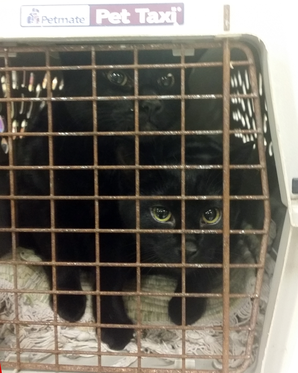 black cat in cage