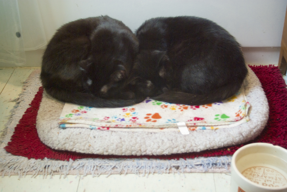 two black cats curled on bed