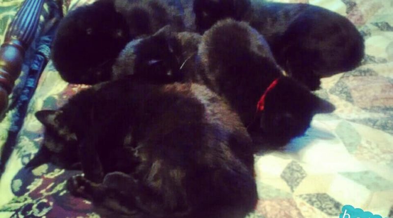 five black cats cuddling