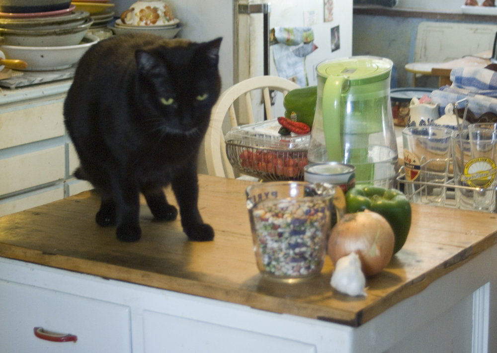 black cat with bean soup mix
