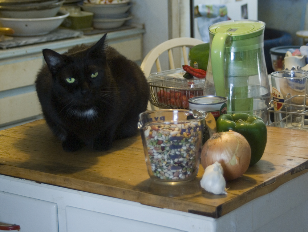 black cat with bean soup mix