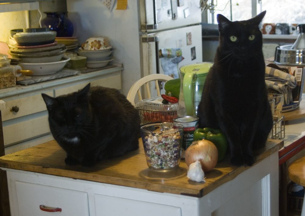 two black cats with bean soup mix