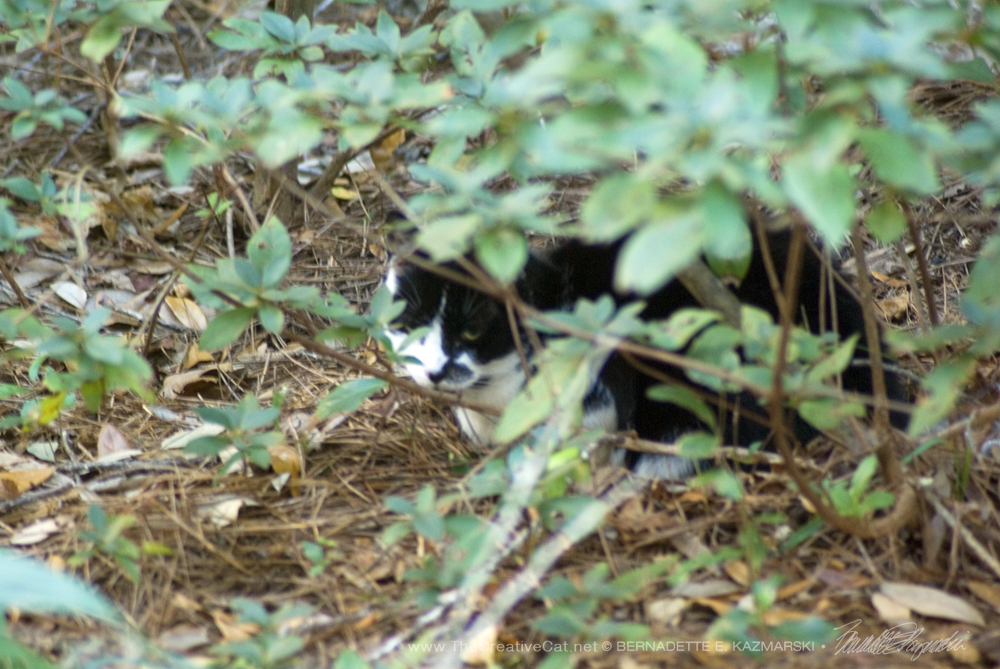One of the feral cats I saw.