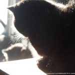 cat silhouette whiskers