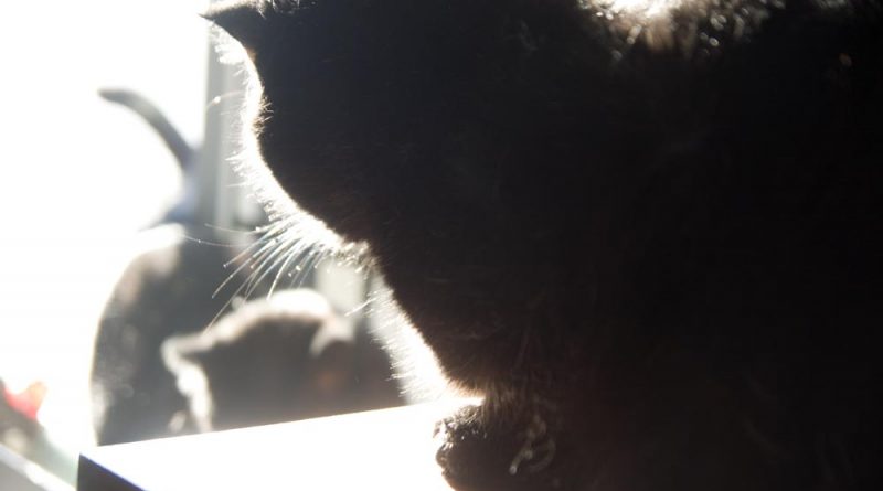 cat silhouette whiskers