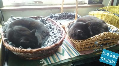 two black cats in baskets