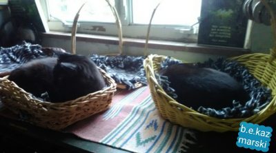 two black cats in baskets