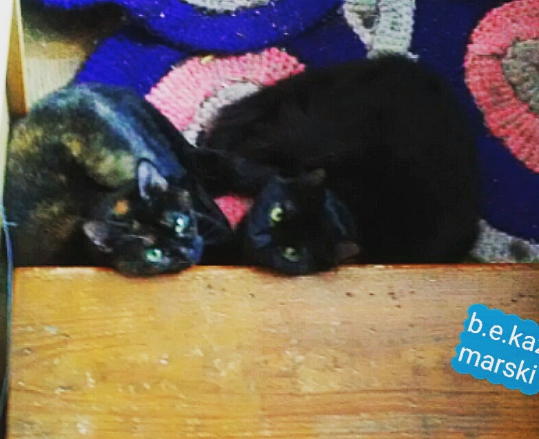 tortie cat and black cat