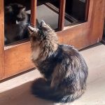 cat looking at reflection