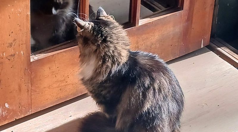 cat looking at reflection