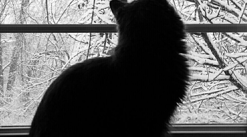 Ophelia watching snow.