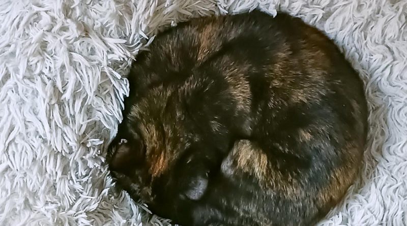 tortoiseshell cat in cat bed