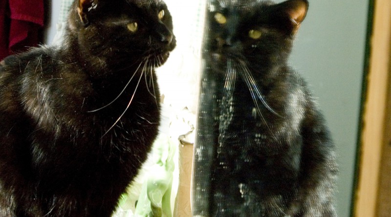 Mewsette in the mirror.