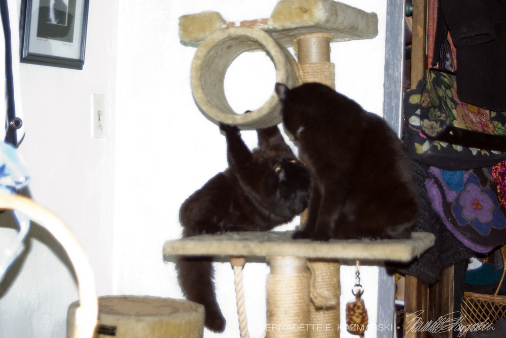 two black cats wrestling