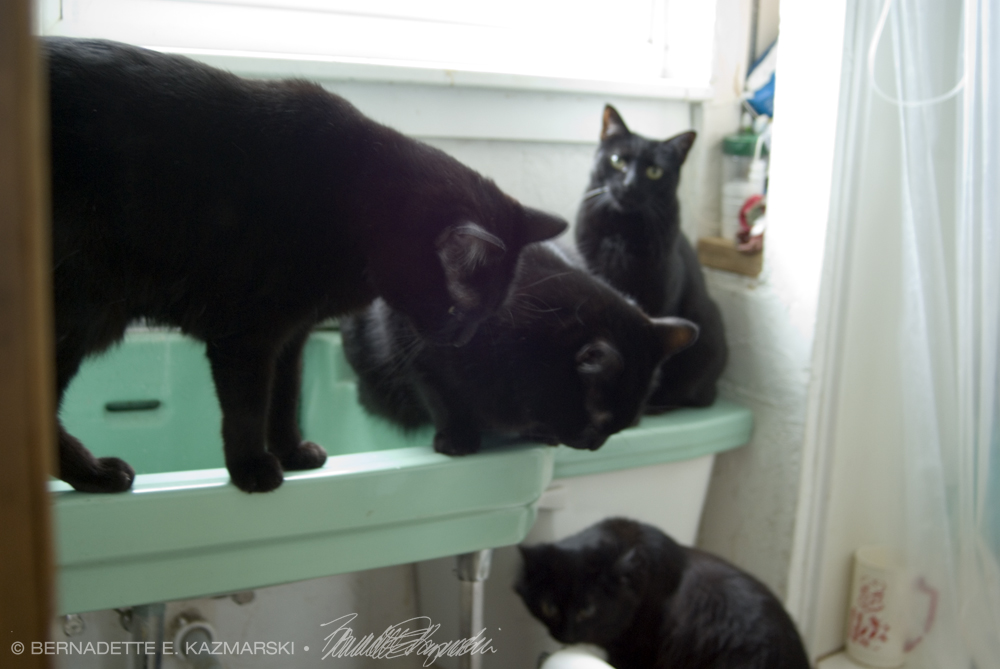 four black cats in bathroom