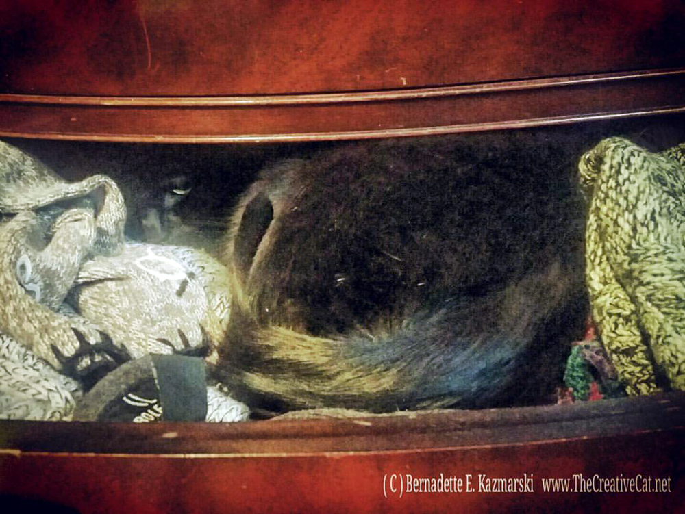 Giuseppe snuggles into my sweater drawer.