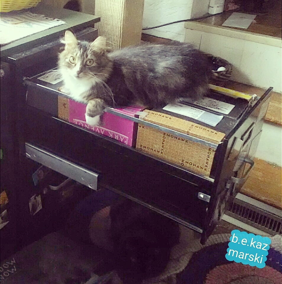cats on and under file drawer