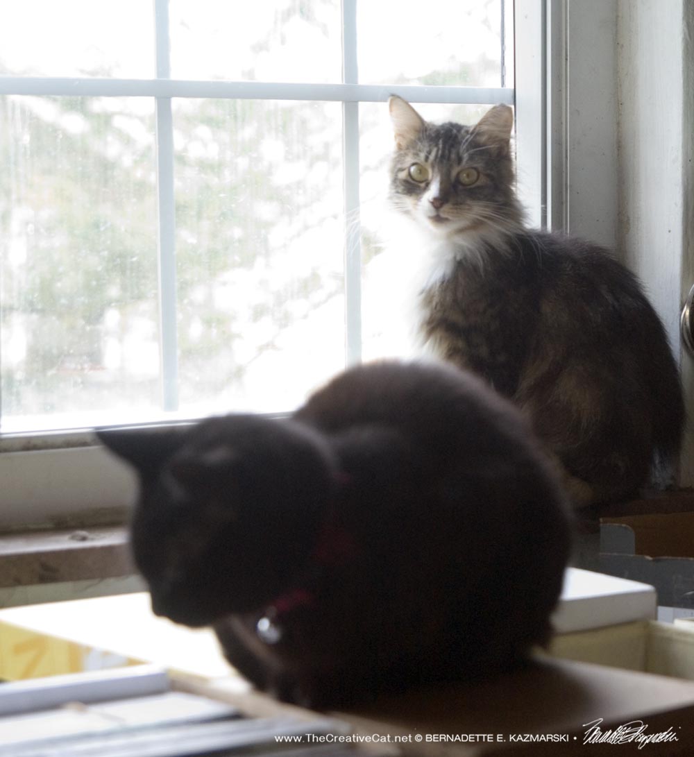 two cats by window