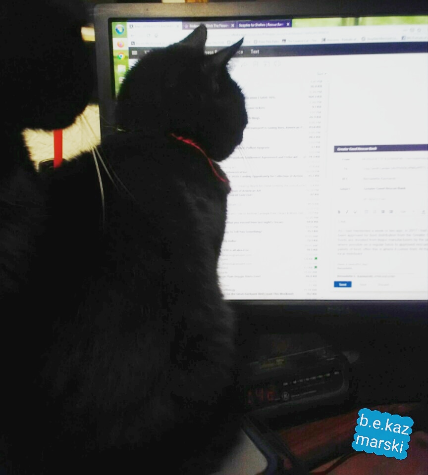 black cat reading email