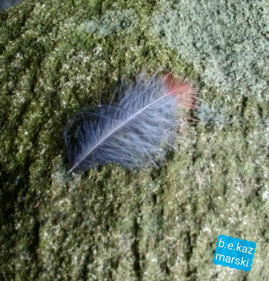 feather on stone