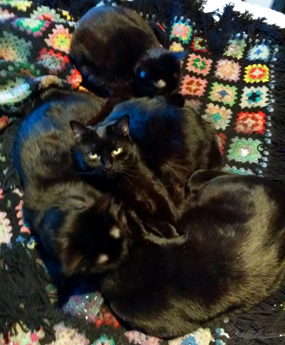 four black cats on afghan