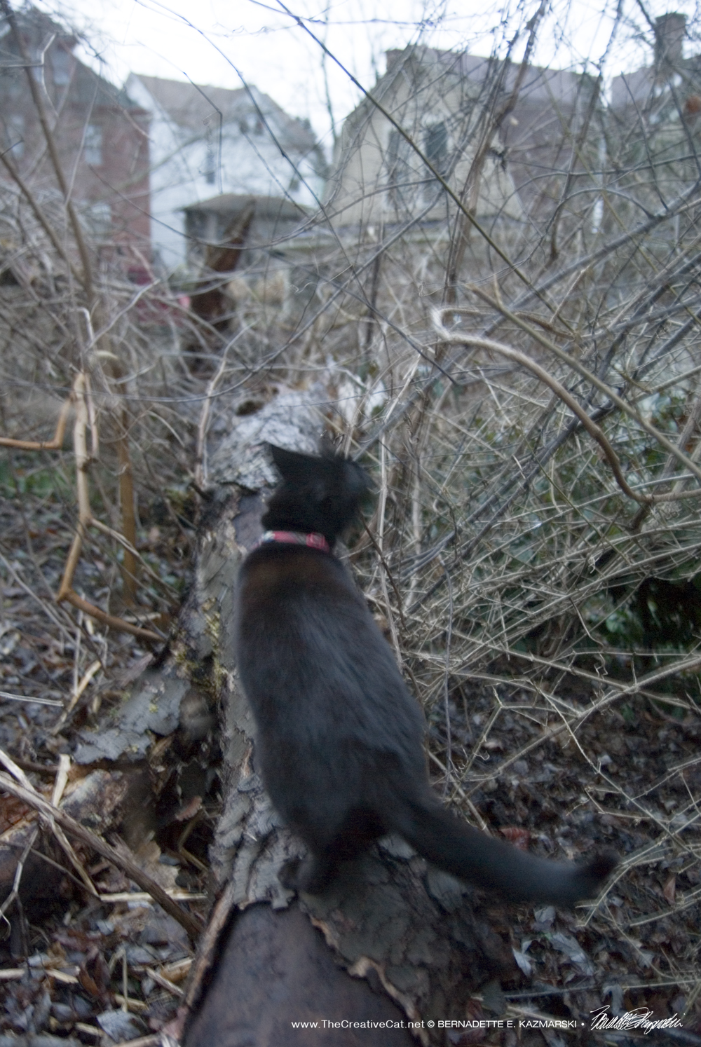 Mimi walks along the tree trunk on the ground.